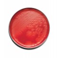 BD BBL™ Prepared Plated Media: CDC Anaerobe 5% Sheep Blood Agar